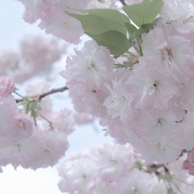 高邮福瑞交流群